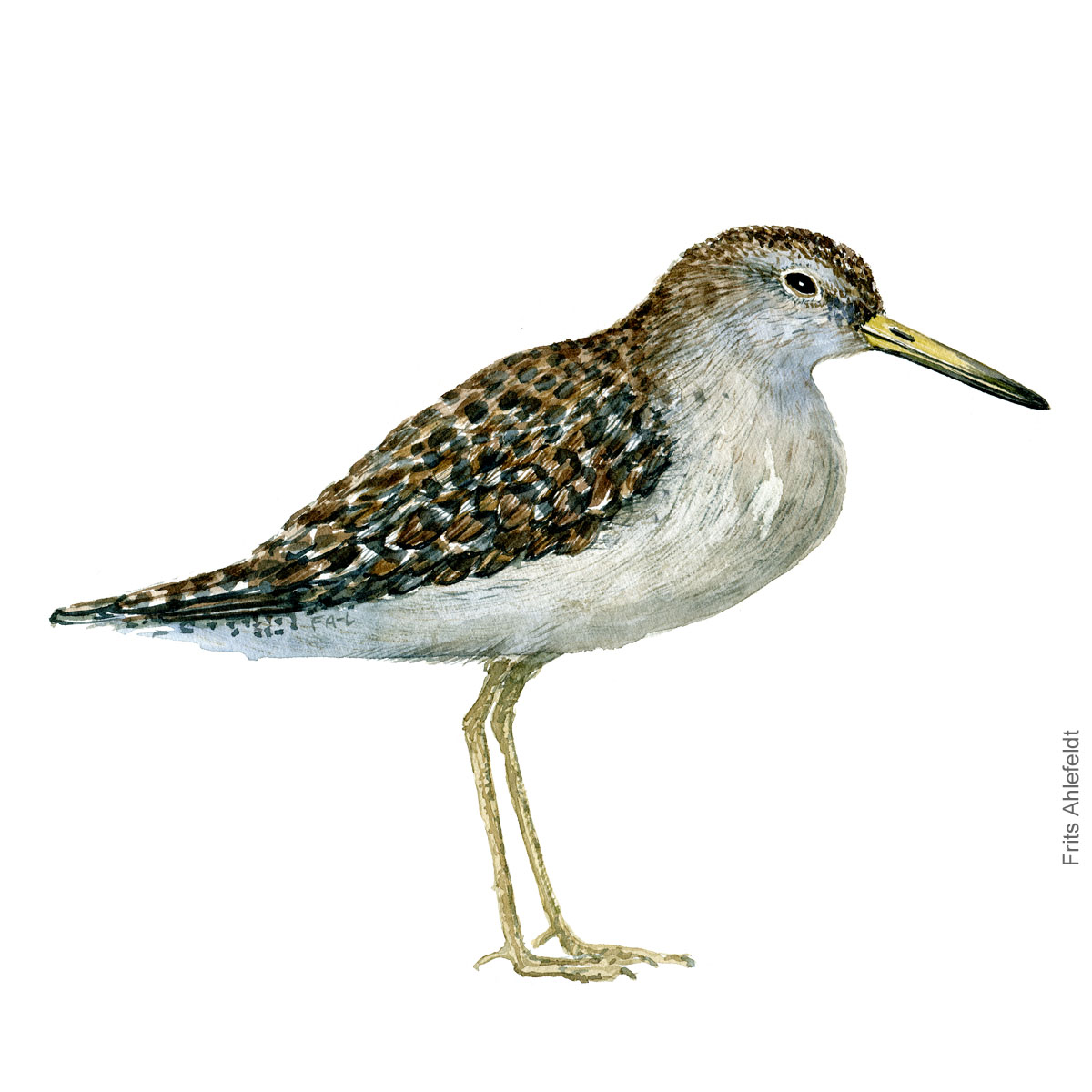 Tinksmed - Wood sandpiper Bird watercolor. Fugle akvarel af Frits Ahlefeldt
