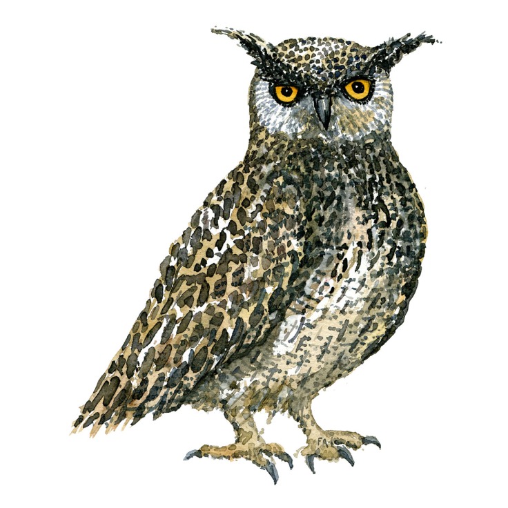 Eurasian eagle owl - Stor hornugle Akvarel. Watercolor bird illustration by Frits Ahlefeldt