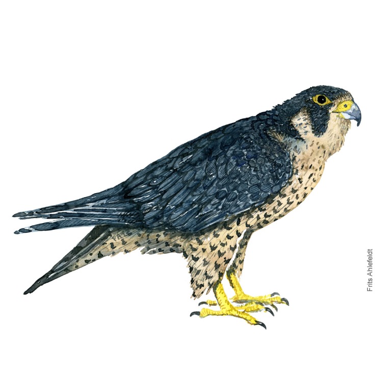 Dw00359 Peregrine falcon - Vandrefalk Akvarel. Watercolor bird illustration by Frits Ahlefeldt