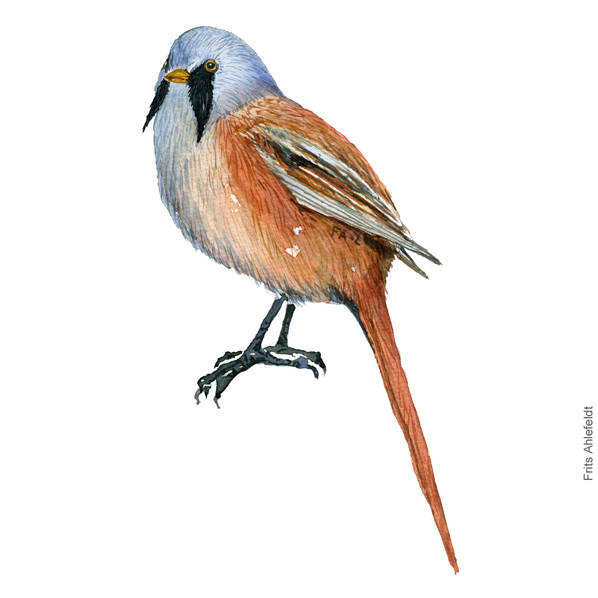 Bearded reedling - Skaegmejse Akvarel. Watercolor bird illustration by Frits Ahlefeldt