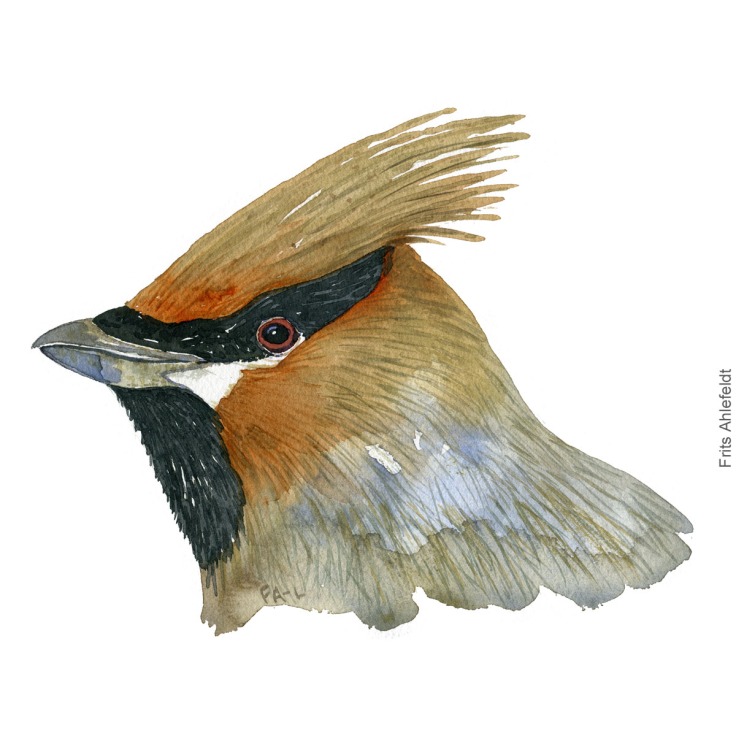 Silkehale - Bohemian Waxwing bird watercolor illustration. Painting by Frits Ahlefeldt. Fugle akvarel