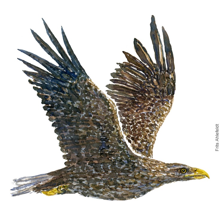 Havoern - White tailed eagle bird watercolor illustration. Painting by Frits Ahlefeldt. Fugle akvarel