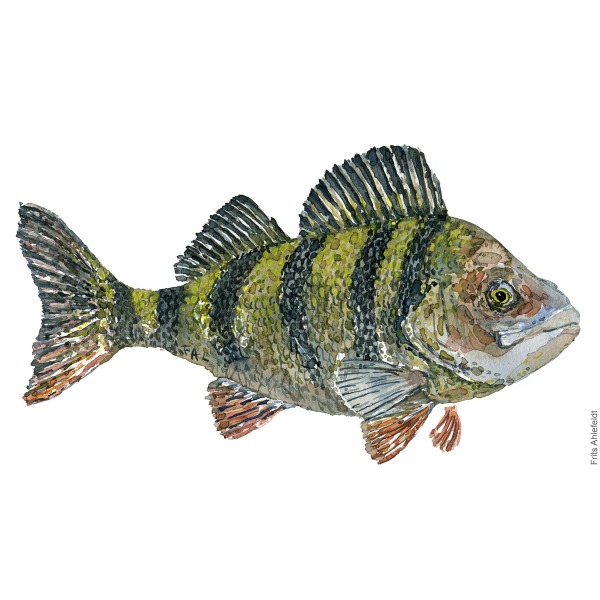Aborre - Perch fish watercolor illustration. Painting by Frits Ahlefeldt. Fiske akvarel