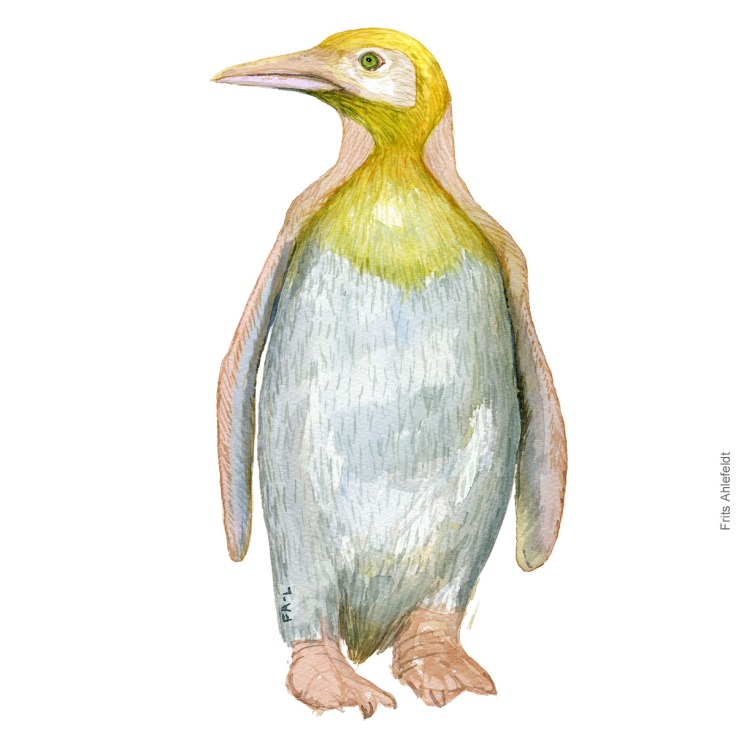 sjældent gul kongepingvin, Yellow king penguin watercolor illustration. Painting by Frits Ahlefeldt - Fugle akvarel tegning