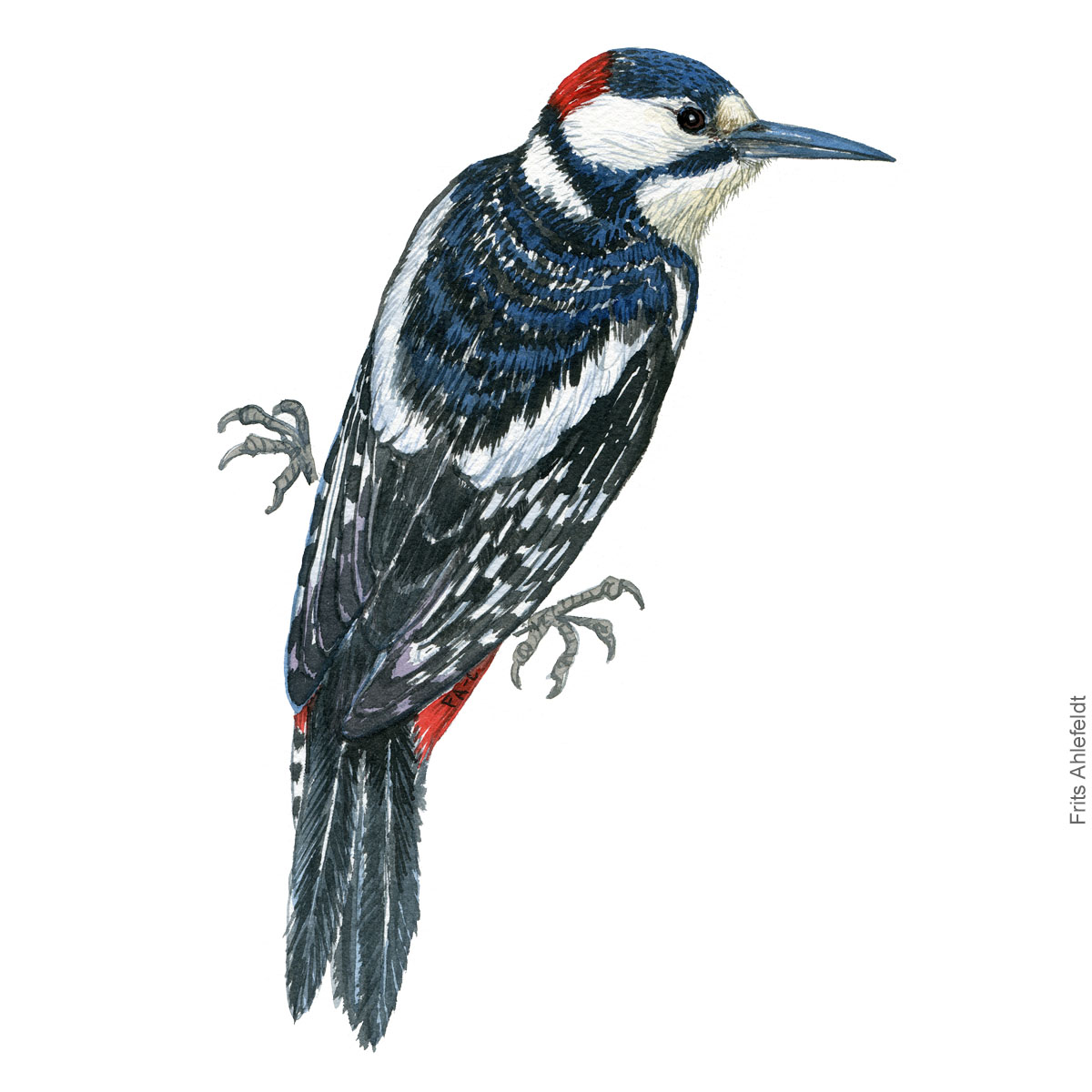 Stor flagspaette - Great spotted woodpecker watercolor illustration. Painting by Frits Ahlefeldt - Fugle akvarel tegning