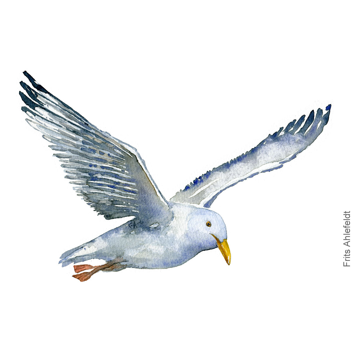 maage med fødderne ude, seagull with feet out bird watercolor illustration. Artwork by Frits Ahlefeldt. Fugle akvarel