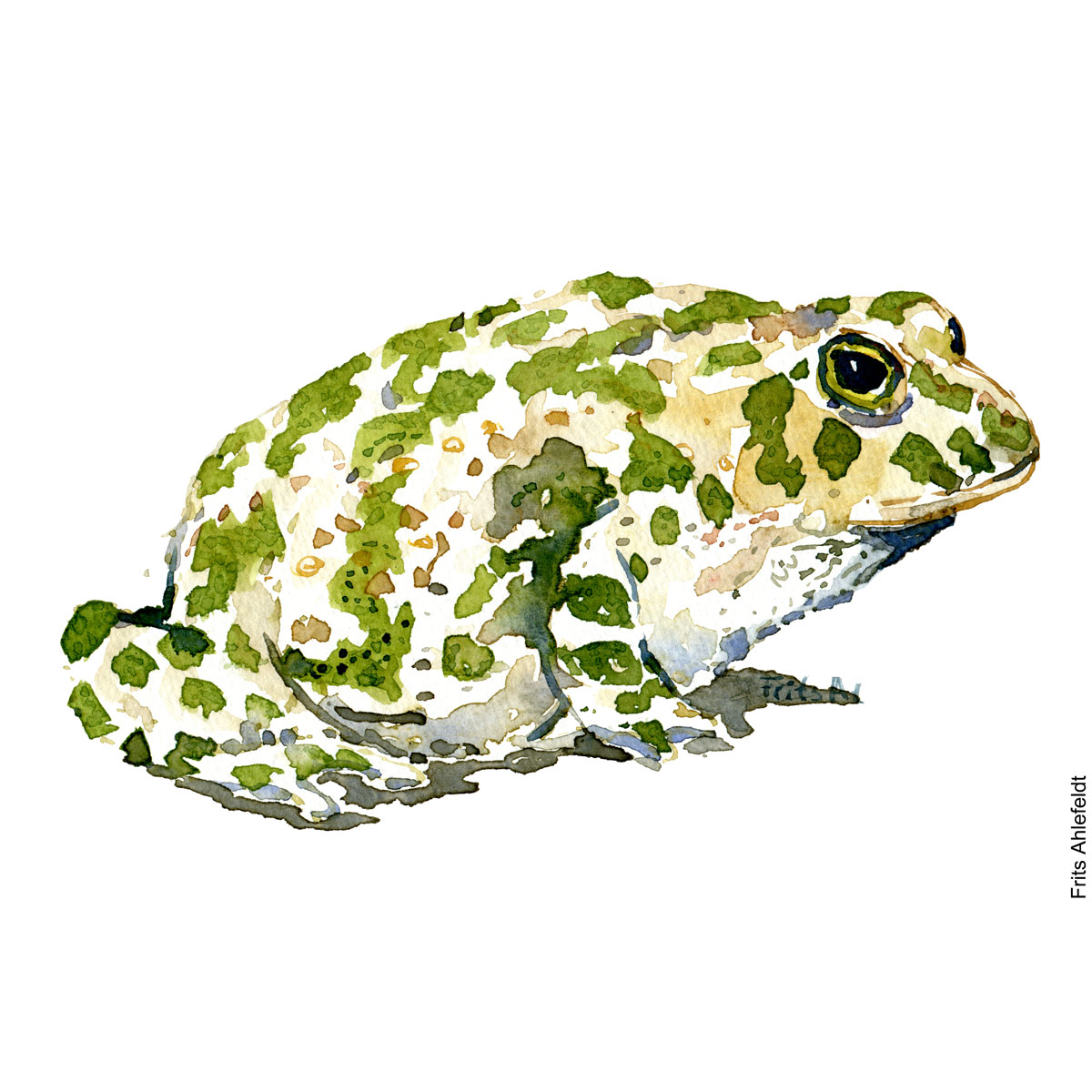 Watercolor of Green toad, (Grønbroget tudse, Bufo viridis ) - Froe Akvarel af Frits Ahlefeldt - Watercolor