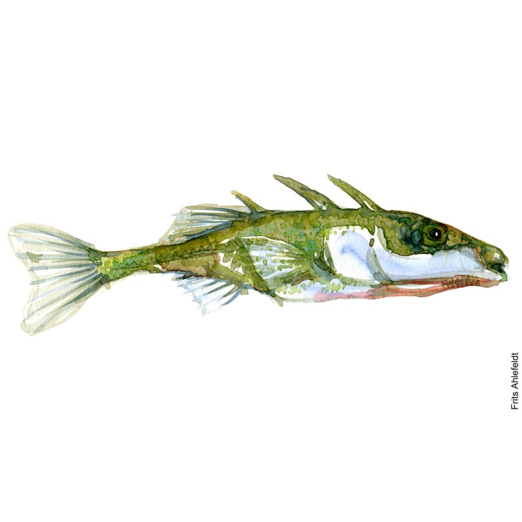 - Dansk Ferskvandsfisk Akvarel af Frits Ahlefeldt - freshwater fish Watercolor