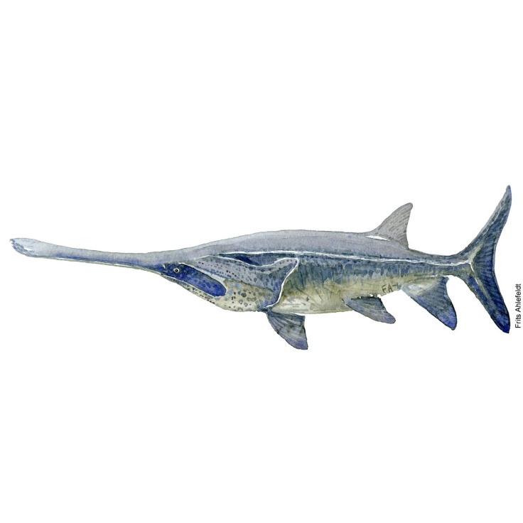 watercolor-chinese-paddlefish-Psephurus gladius-Frits-Ahlefeldt