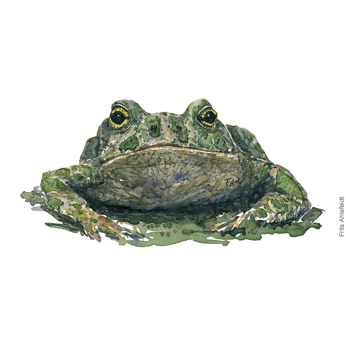 green-toad-bufo-viridis-groenbroget-tudse-frits-ahlefeldt watercolor - akvare